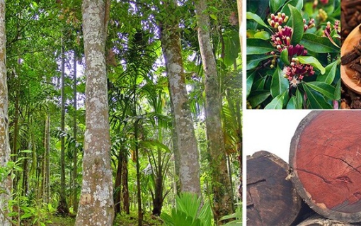 Gỗ đinh hương: Đặc điểm, mức giá và ứng dụng của gỗ đinh hương trong thi công nội thất