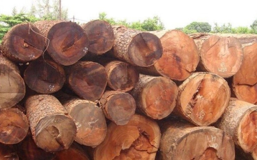 Gỗ gõ đỏ: Giá thành và ứng dụng trong thi công nội thất