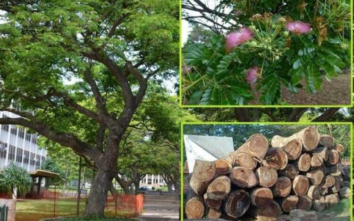 Gỗ me tây: Giá thành và ứng dụng trong thi công nội thất